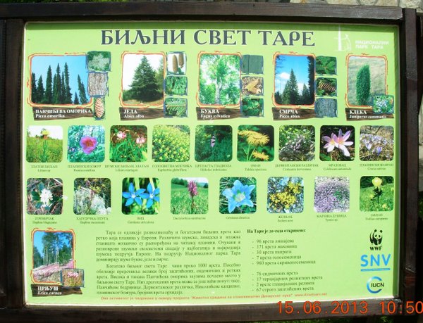 Biljni_svet_Tare