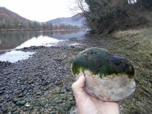 kamen drina alge